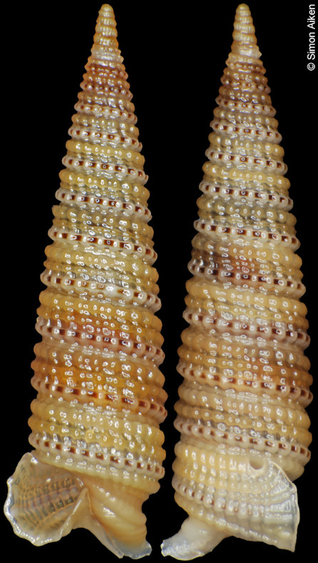 Triphora taeniolata Hervier, 1897