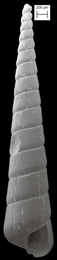 Eulimella tampaensis Bartsch, 1955 Fossil