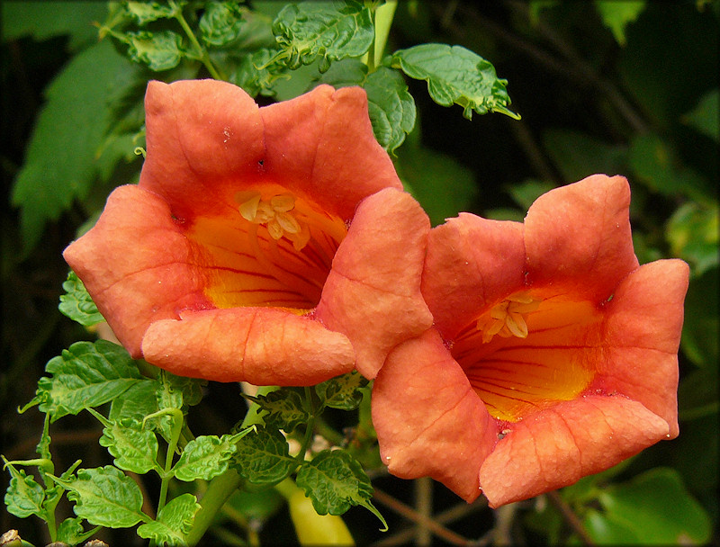 Trumpet Creeper [Campsis radicans]