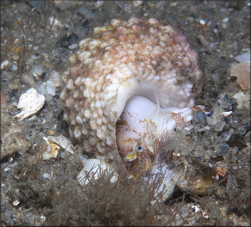 Turbo castanea Gmelin, 1791 Chestnut Turban