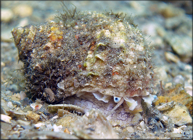 Turbo castanea Gmelin, 1791 Chestnut Turban In Situ