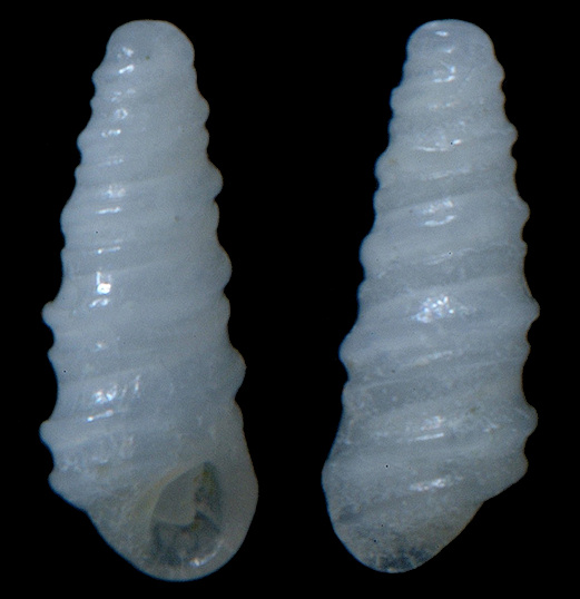 Pyramidelloides carinatus (Mrch, 1876)