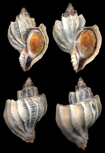 Trophon cf. geversianus (Pallas, 1774)