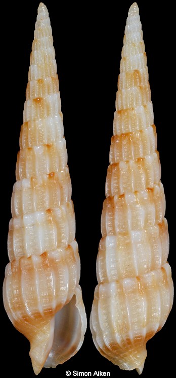Myurella mindanaoensis (Aubry, 2008)