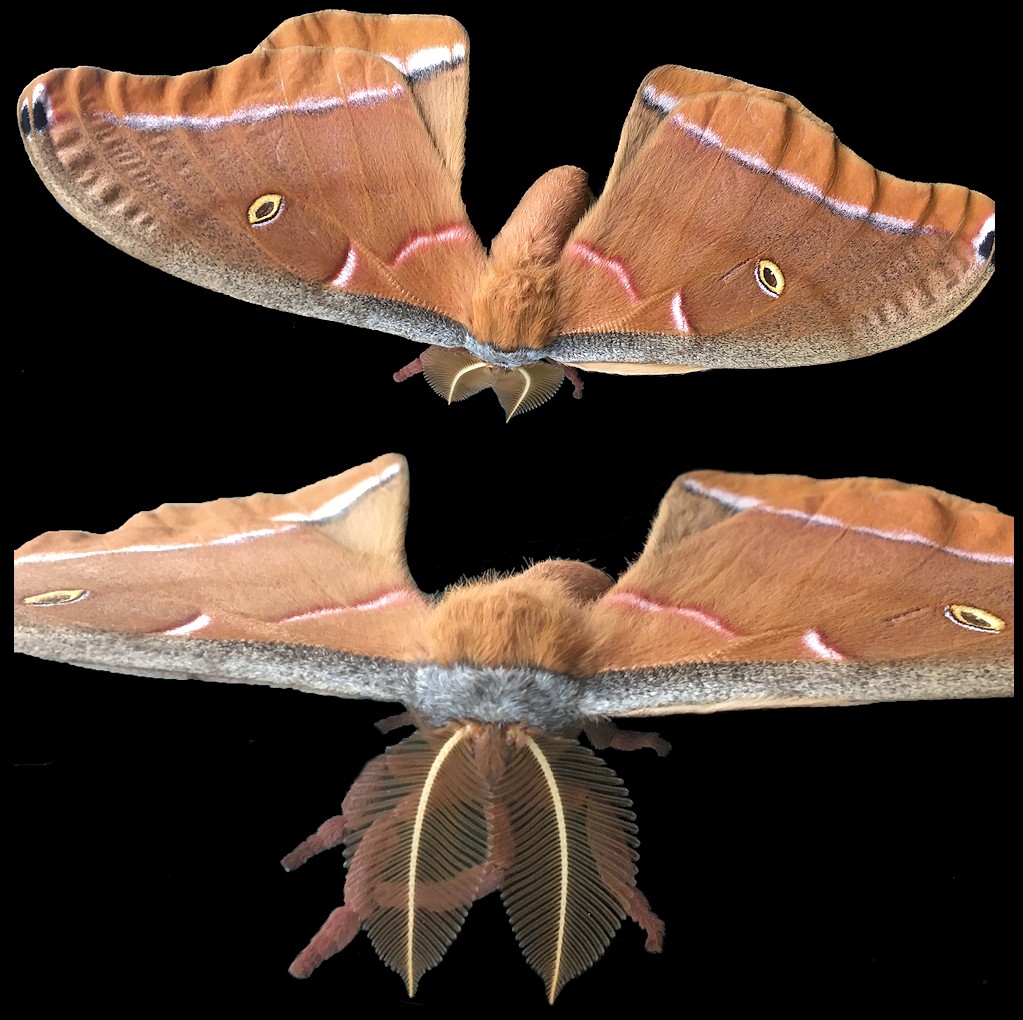  Polyphemus moth [Antheraea polyphemus]