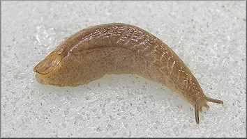 Testacella haliotidea (Draparnaud, 1801) "Shelled Slug" Juvenile