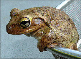 Cuban Treefrog Osteopilus septentrionalis