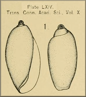 Type Figure