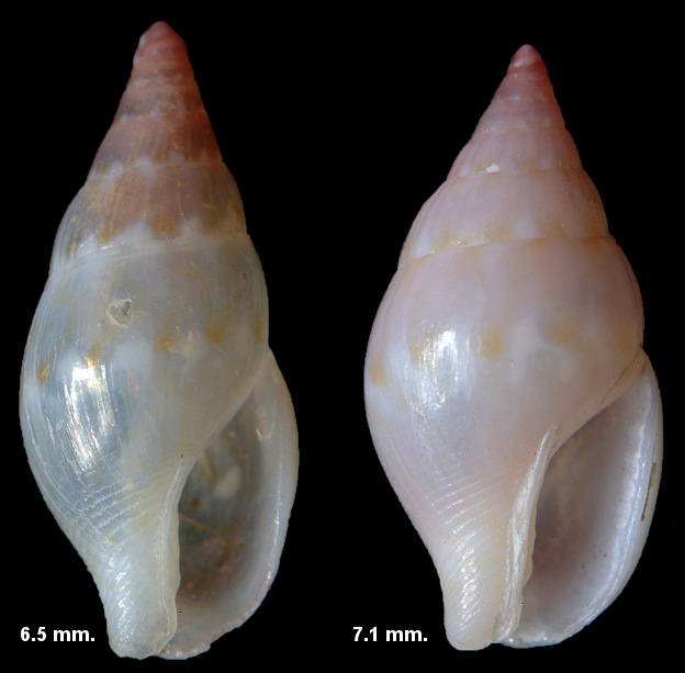 Zafrona idalina (Duclos, 1840)