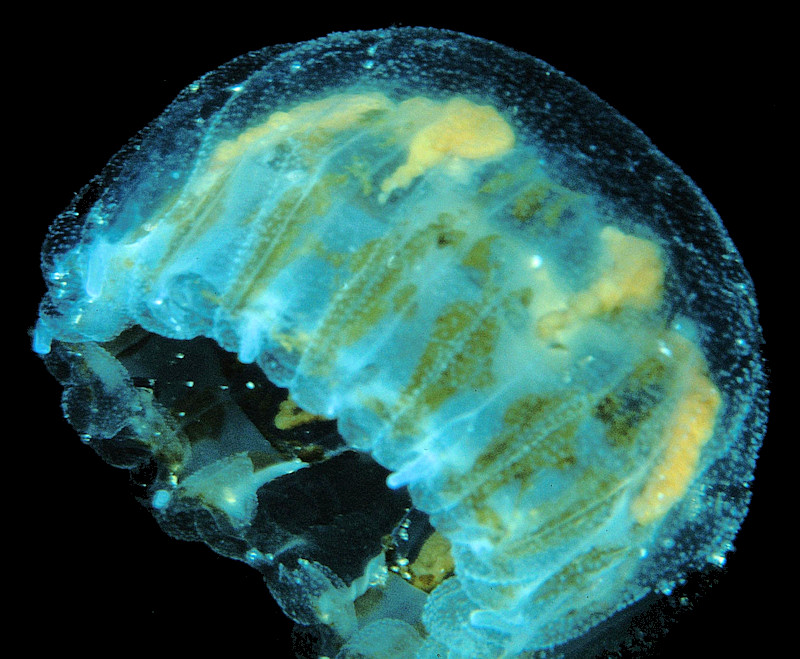 Linuche unguiculata (Schwartz, 1788) "Thimble Jellyfish"