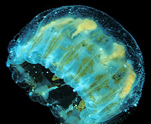 Linuche unguiculata (Schwartz, 1788) "Thimble Jellyfish"