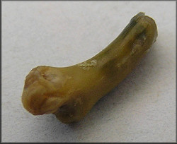 apparent mammalian tooth