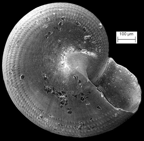 Solariorbis semipunctus Moore, 1965 (Juvenile) Scanning Electron Micrograph