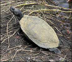 Unidentified Turtle Species