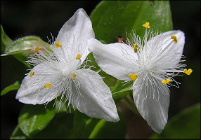 Wandering Jew [Tradescantia fluminensis]