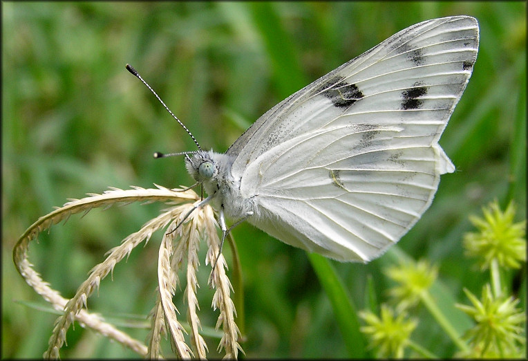 Checkered White [Pontia protodice]