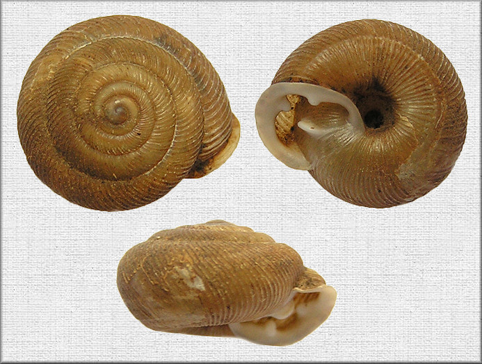 Triodopsis claibornensis Lutz, 1950 Claiborne Threetooth