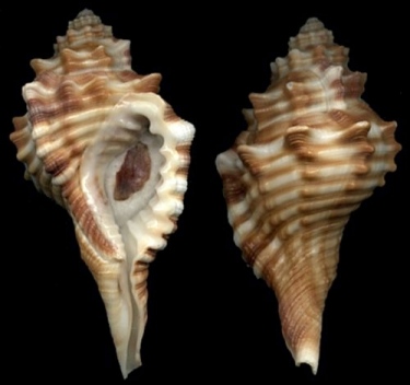 Cymatium (Ranularia) trilineatum (Reeve, 1844)