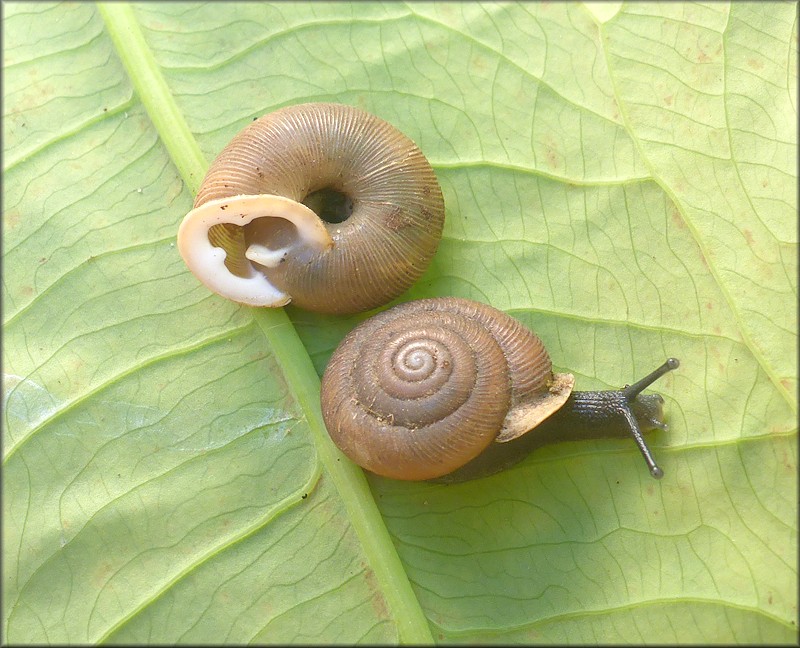 Triodopsis tridentata (Say, 1817) Northern Threetooth