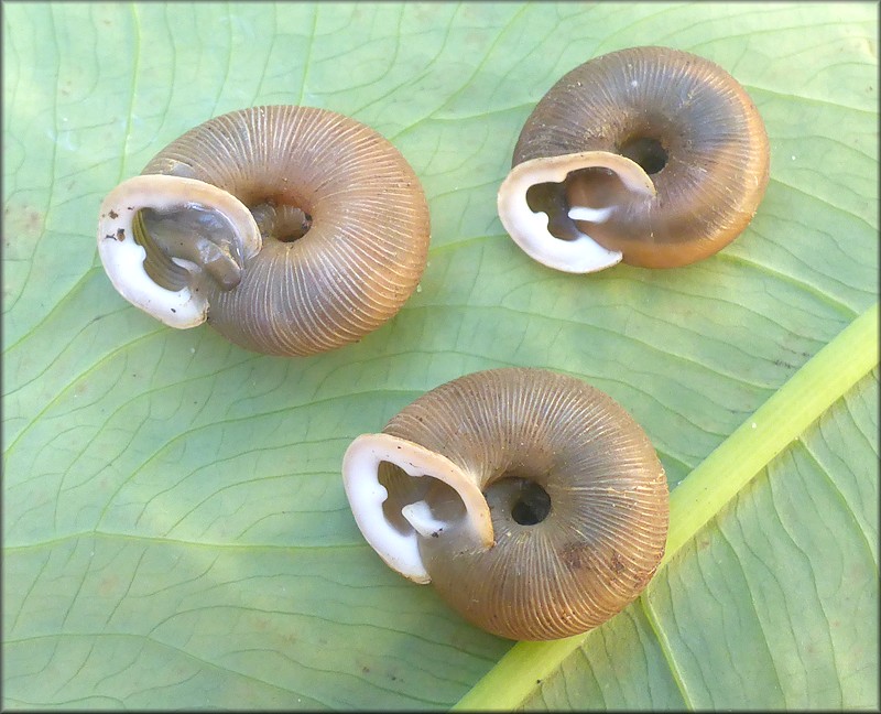 Triodopsis tridentata (Say, 1817) Northern Threetooth