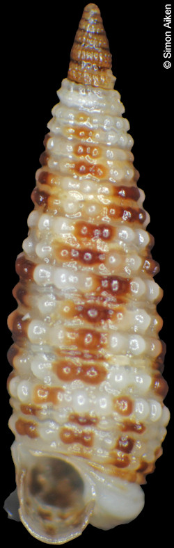 Triphora species B