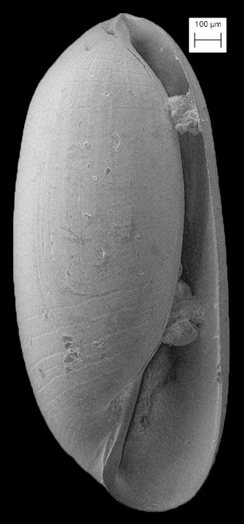 Volvulella tritica (Olsson and Harbison, 1953) Extinct Fossil