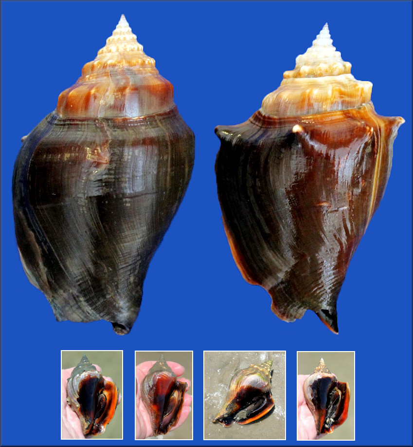 Strombus alatus Gmelin, 1791 Florida Fighting Conch