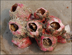 Megabalanus coccopoma Titan Acorn Barnacle