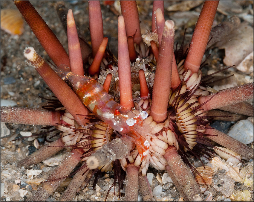 Eucidaris tribuloides Lamarck, 1816 Slate Pencil Urchin