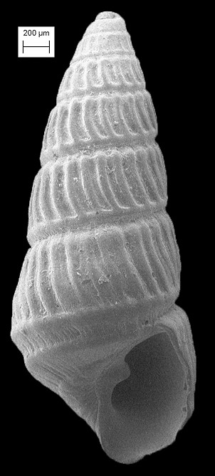 Babella mariellaeformis (Nomura, 1938)