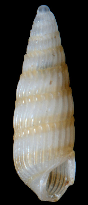 Turbonilla (Pyrgiscus) pupoides (d’Orbigny, 1841) Pupiform Turbonille