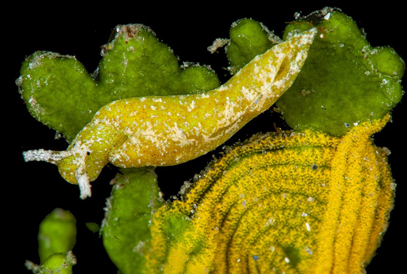 Elysia velutinus Pruvot-Fol, 1947 With Eggs