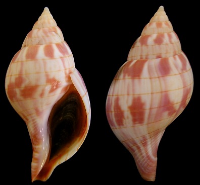 Cinctura hunteria (G. Perry, 1811) Eastern Banded Tulip Orange Form