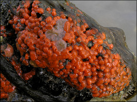 Symplegma rubra Red Encrusting Tunicate