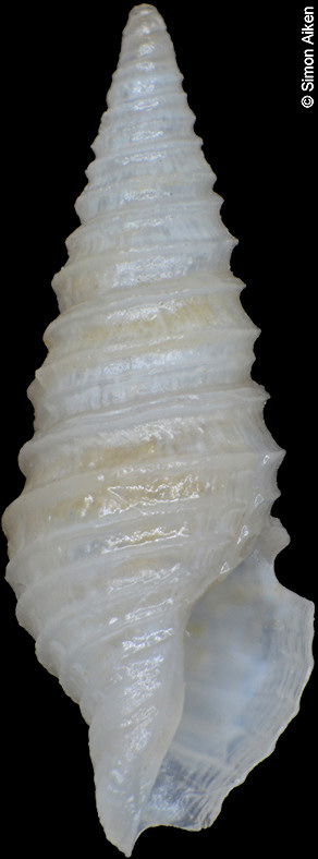 Microdrillia niponica (E. A. Smith, 1879)