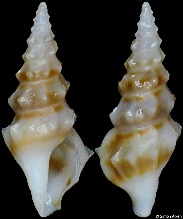 Clavus angulatus Stahlschmidt, Poppe and Tagaro, 2018
