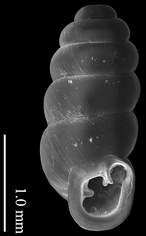 Gastrocopta riparia Pilsbry, 1916 Gulf Coast Snaggletooth