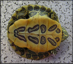 Red-eared Slider Hatchling [Trachemys scripta]