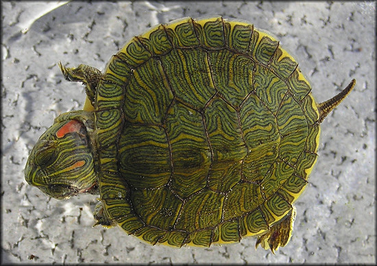 Red-eared Slider Hatchling [Trachemys scripta]