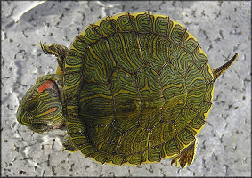 Red-eared Slider Hatchling [Trachemys scripta]