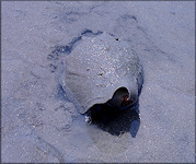 Strombus alatus Gmelin, 1791 Living Specimen In Situ