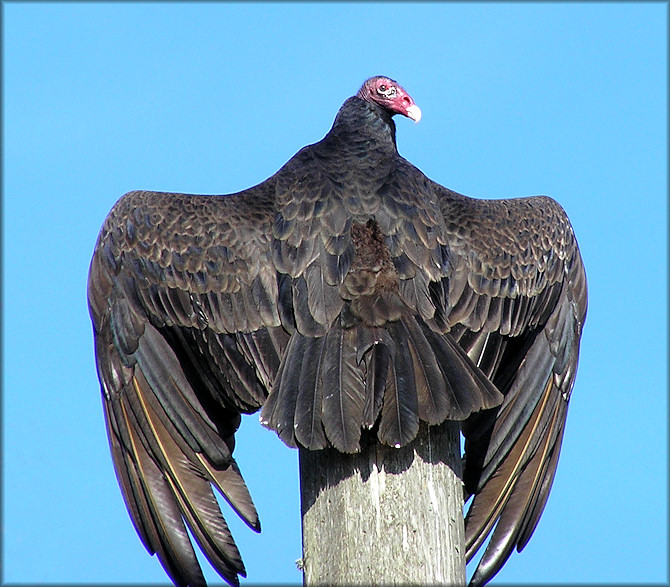 Turkey Vulture [Cathartes aura]