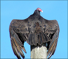 Turkey Vulture [Cathartes aura]