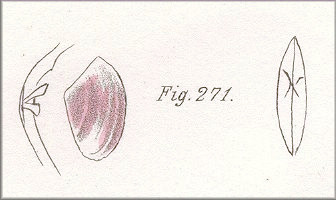 Ameritella versicolor (De Kay, 1843) Many-colored Tellin