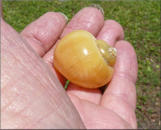 Pomacea paludosa (Say, 1829) Florida Applesnail Rare Gold Specimen