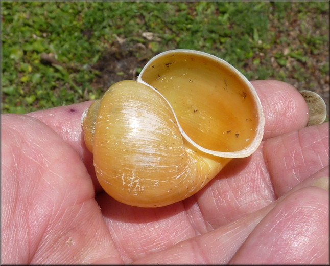 Pomacea paludosa (Say, 1829) Florida Applesnail Rare Gold Specimen