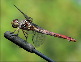 Unidentified Dragonfly