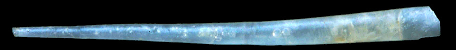 Creseis acicula (Rang, 1828) Straight Needle-pteropod