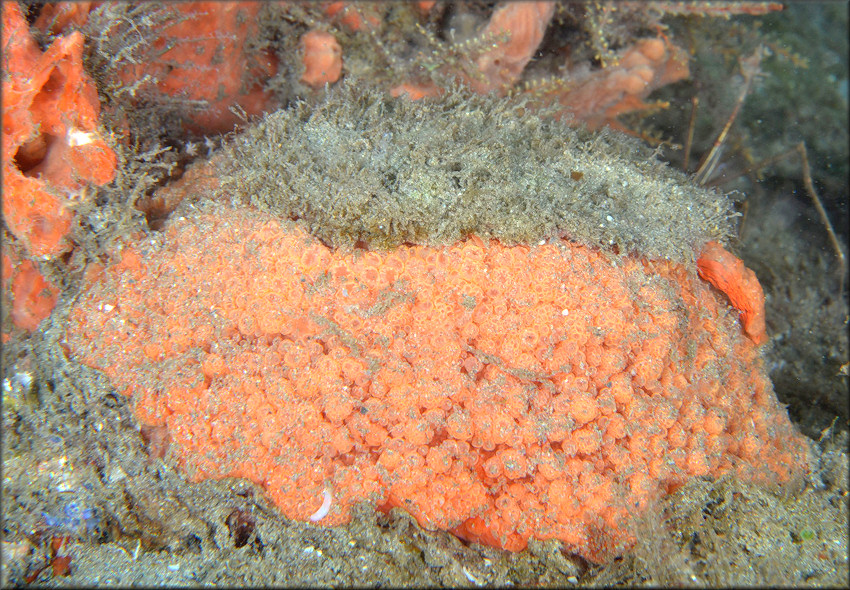 Umbraculum umbraculum (Lightfoot, 1786) Atlantic Umbrella Slug