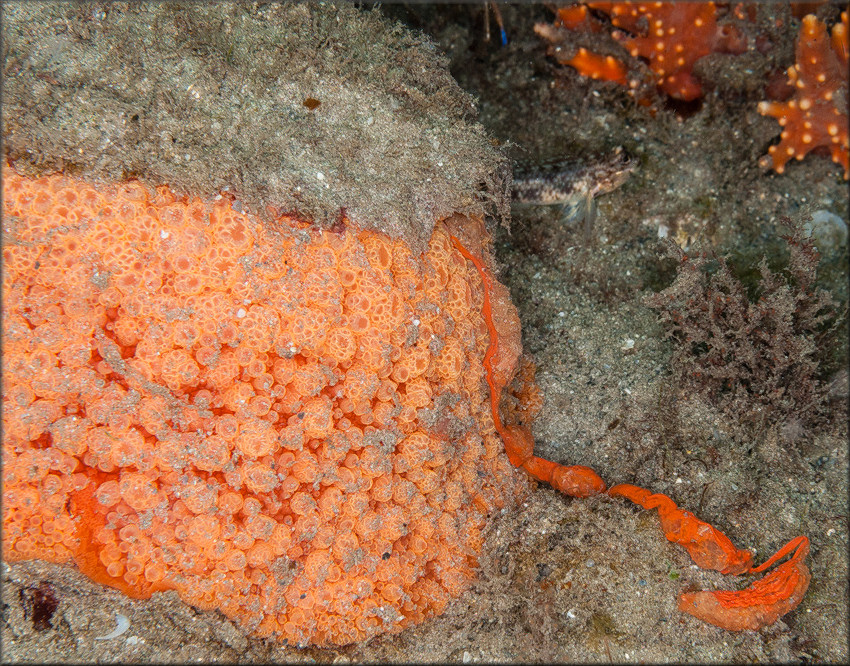 Umbraculum umbraculum (Lightfoot, 1786) Atlantic Umbrella Slug